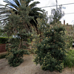 1-2 Plowman Place, Frankston